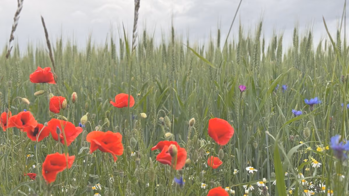 Sommerwiese mit roten Mohnblumen und blauen Kornblumen vor einem Getreidefeld.